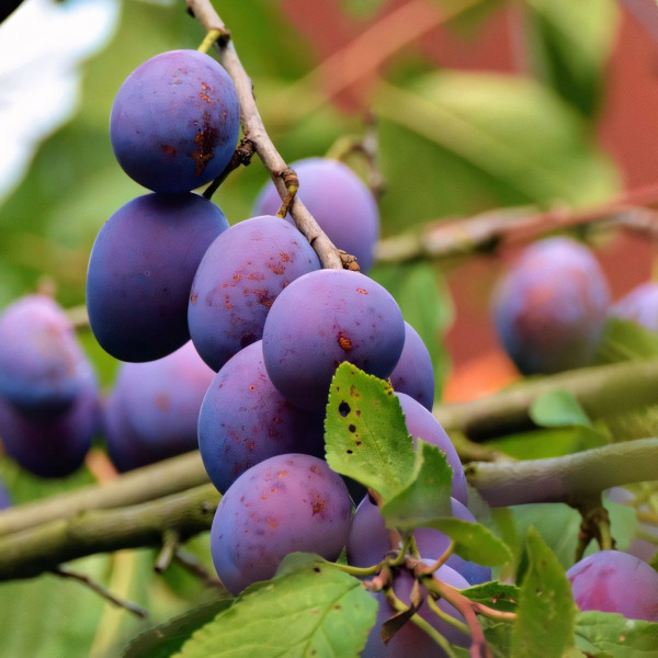 Саженцы Слива Фиолетовая