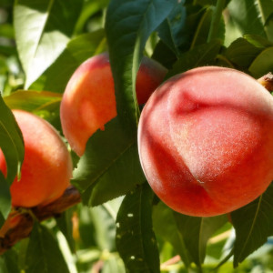 Саженцы Персик Коллинз