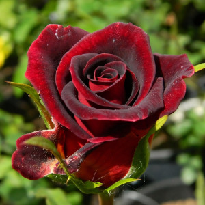 Саженцы Роза чайно-гибридная Блэк Мэджик