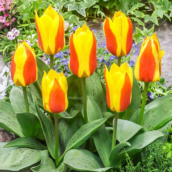 Луковицы Тюльпан Грейга Бон Бини