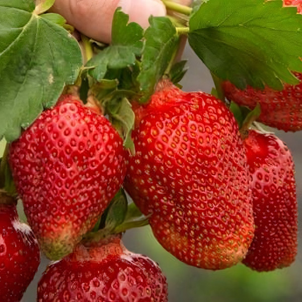 Саженцы Земляника  Азия  (упаковка 5 шт.)