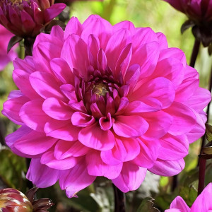 Саженцы Георгина Melody Fanfare (Мелоди Фанфаре)