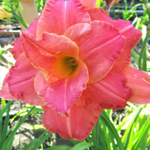 Саженцы Лилейник Think Pink (Синк Пинк)