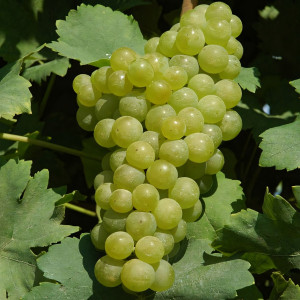 Саженцы Виноград белый Мускат Оттонель