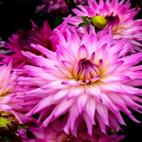 Саженцы Георгина Ace Summer Emotions