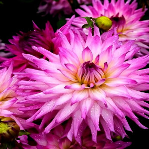 Саженцы Георгина Ace Summer Emotions