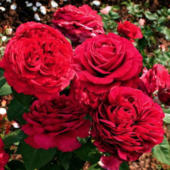 Саженцы Роза флорибунда Четырех Ветров