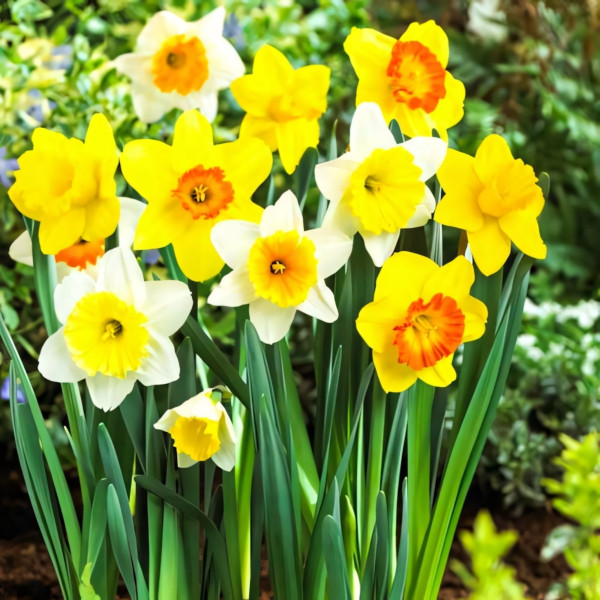 Луковицы Нарциссы крупнокорончатые, смесь окрасок (в упаковке - 3шт.)