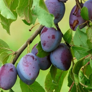 Саженцы Слива Гросса ди Филисио