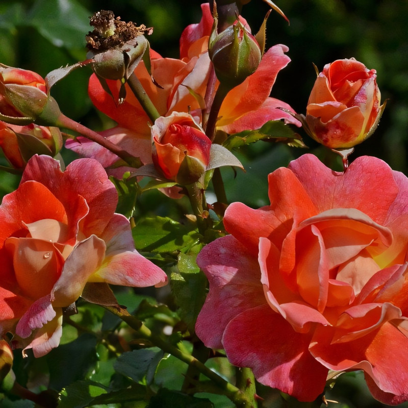 Саженцы Роза флорибунда Замбра