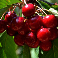 Саженцы Вишня Октава