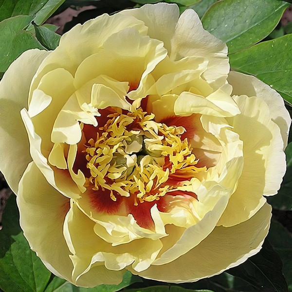 Саженцы Пион Prairie Charm (Прэри Чарм)