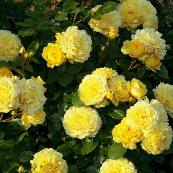 Саженцы Роза флорибунда Анни Дюпрей