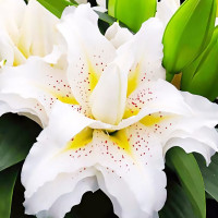 Луковицы  Лилия восточная Roselily Sita (Розели Зита) (3шт.)