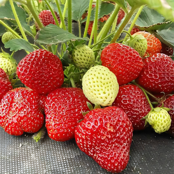 Клубника (крупноплодная) Лималексия 5 шт. в упаковке