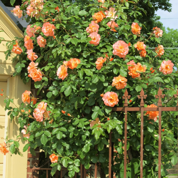 Саженцы Роза плетистая Вестерленд