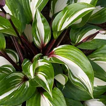 Саженцы Хоста Gooseberry Sundae (Гусберри Сандей) М