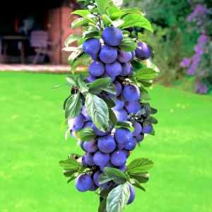 Саженцы Слива колоновидная Тридевятое царство