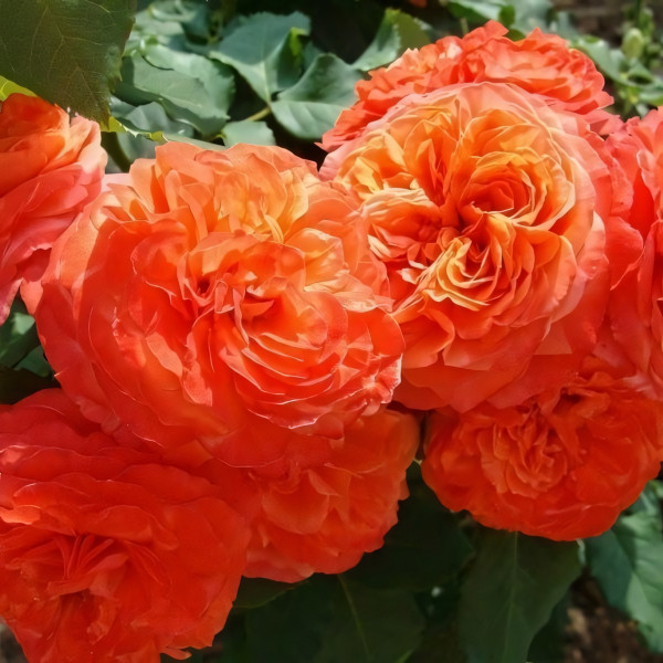 Саженцы Роза парковая Эмильен Гийо