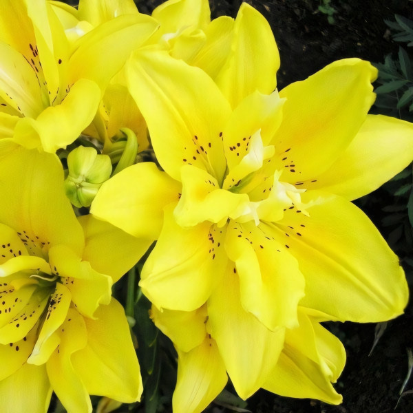 Луковицы  Лилия азиатская Sundew (Сандью) (3шт.)