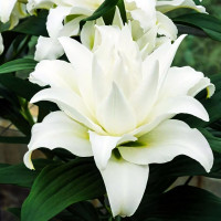 Луковицы  Лилия восточная Bowl of Beauty (Боул оф Бьюти) (3шт.)