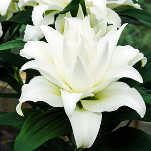  Лилия восточная Bowl of Beauty (Боул оф Бьюти)