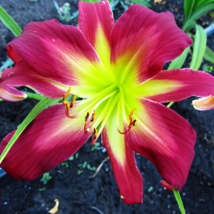 Саженцы Лилейник Coral Eye Shadow (Корал Ай Шедоу)