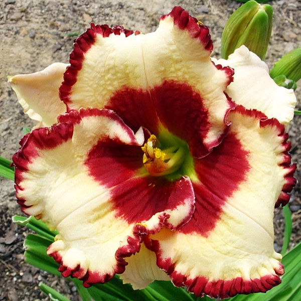 Саженцы Лилейник Ageless Beayty (Эйджлес Бьюти)