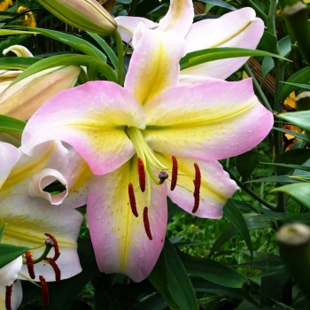  Лилия восточная Xotica (Экзотика)