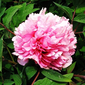 Саженцы Пион Розовый Лу