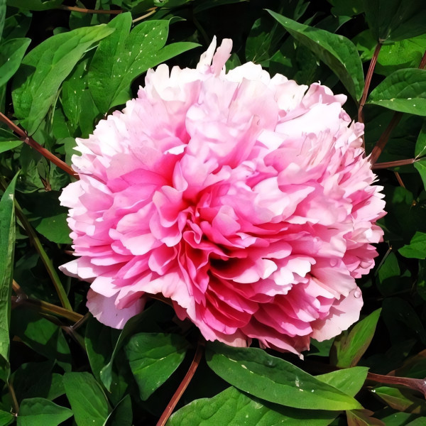 Саженцы Пион Розовый Лу