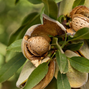 Саженцы Миндаль Метеор