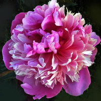 Саженцы Пион Kelway's Lovely (Келвейс Лавли)