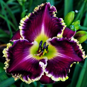 Саженцы Лилейник Mazatlan (Мазатлан)