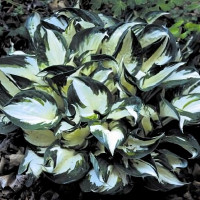 Саженцы Хоста Fire and Ice (Фаер энд Айс) М