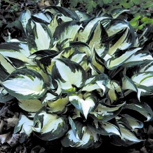 Саженцы Хоста Fire and Ice (Фаер энд Айс) М