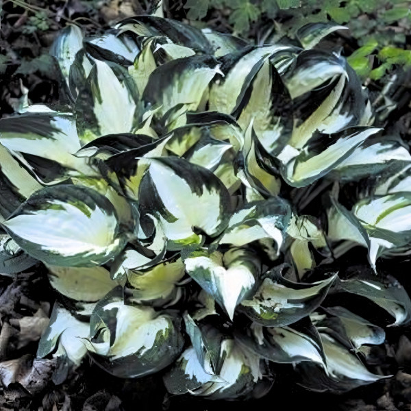 Саженцы Хоста Fire and Ice (Фаер энд Айс) М