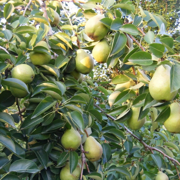 Саженцы Груша Вильямс Летний