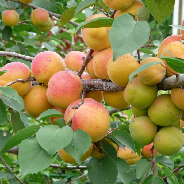 Саженцы Абрикос Титан