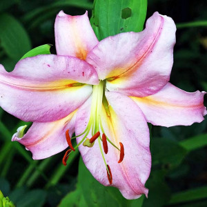  Лилия восточная Color Essence (Колор Эссенс)