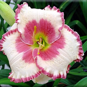 Саженцы Лилейник Ageless Beayty (Эйджлес Бьюти)