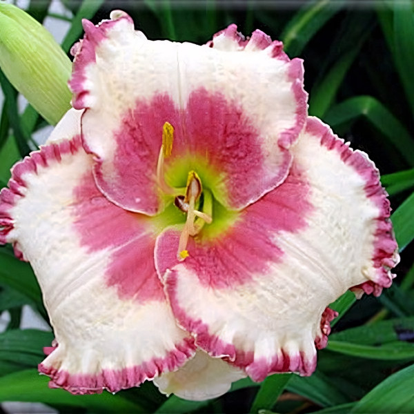 Саженцы Лилейник Ageless Beayty (Эйджлес Бьюти)