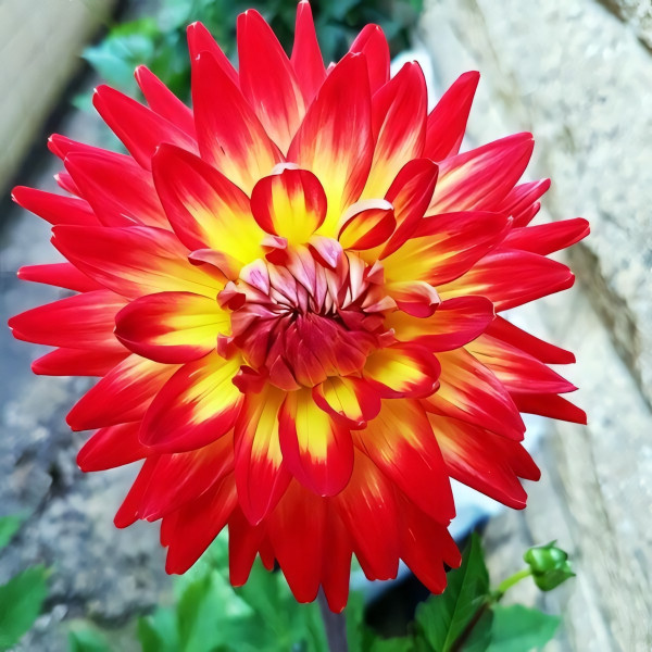 Саженцы Георгина кактусовая Karma Bon Bini (Карма Бон Бини)