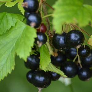 Саженцы Смородина черная Орес