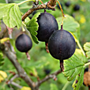 Саженцы Крыжовник Орленок