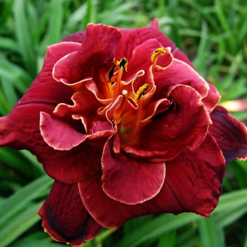 Саженцы Лилейник Night Embers (Найт Эмбер)