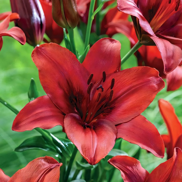 Луковицы  Лилия азиатская Red Highland (Рэд Хайленд) (3шт.)