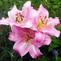 Луковицы  Лилия восточная Josephine (Жозефина) (3шт.)