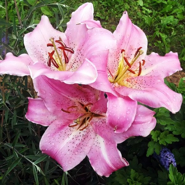 Луковицы  Лилия восточная Josephine (Жозефина) (3шт.)