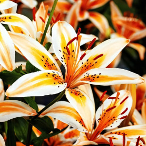  Лилия биколор азиатская Orange Electric (Оранж Электрик)